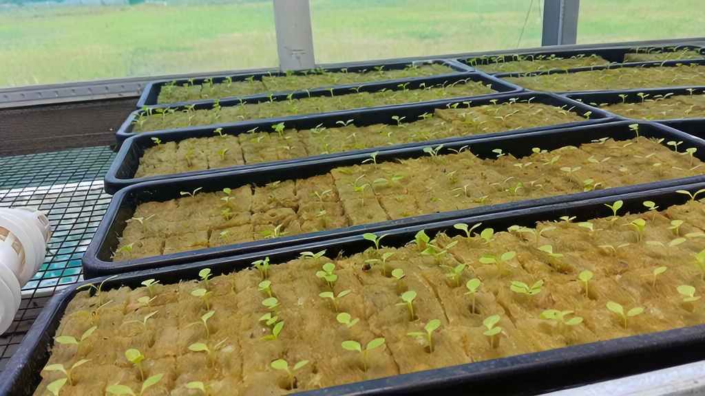 Tersedia berbagai bibit tanaman unggul untuk kebutuhan anda